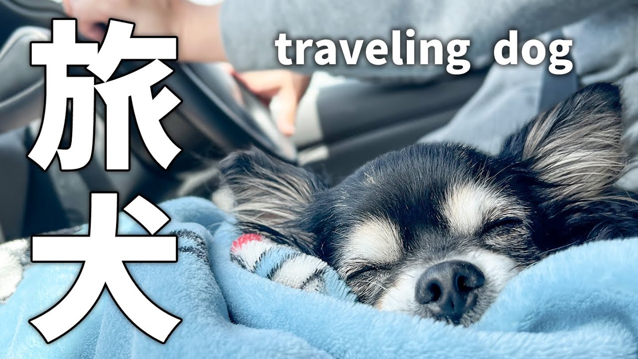 旅する犬の9泊10日の車中泊。小さな老犬の車内の日常