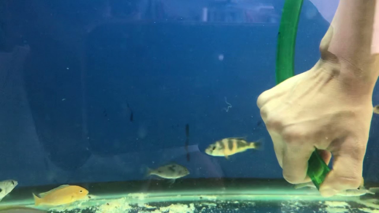 Akvaryum i&ccedil; parazit etkenini canlı olarak g&ouml;r&uuml;nt&uuml;ledik #i&ccedil;parazit #cikletbalığı #internal parasite