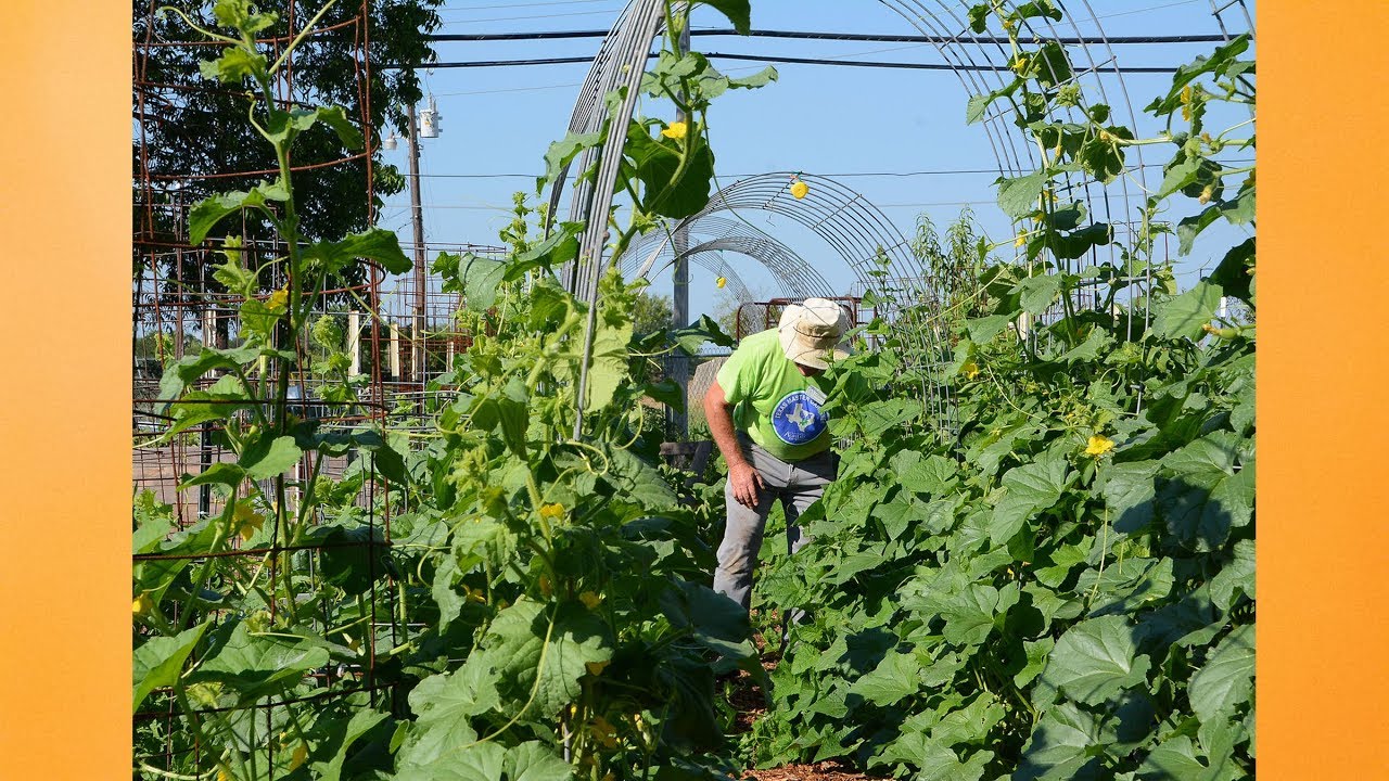 Rocky Land to Rich Harvests |Marble Falls Helping Center Garden |Central Texas Gardener
