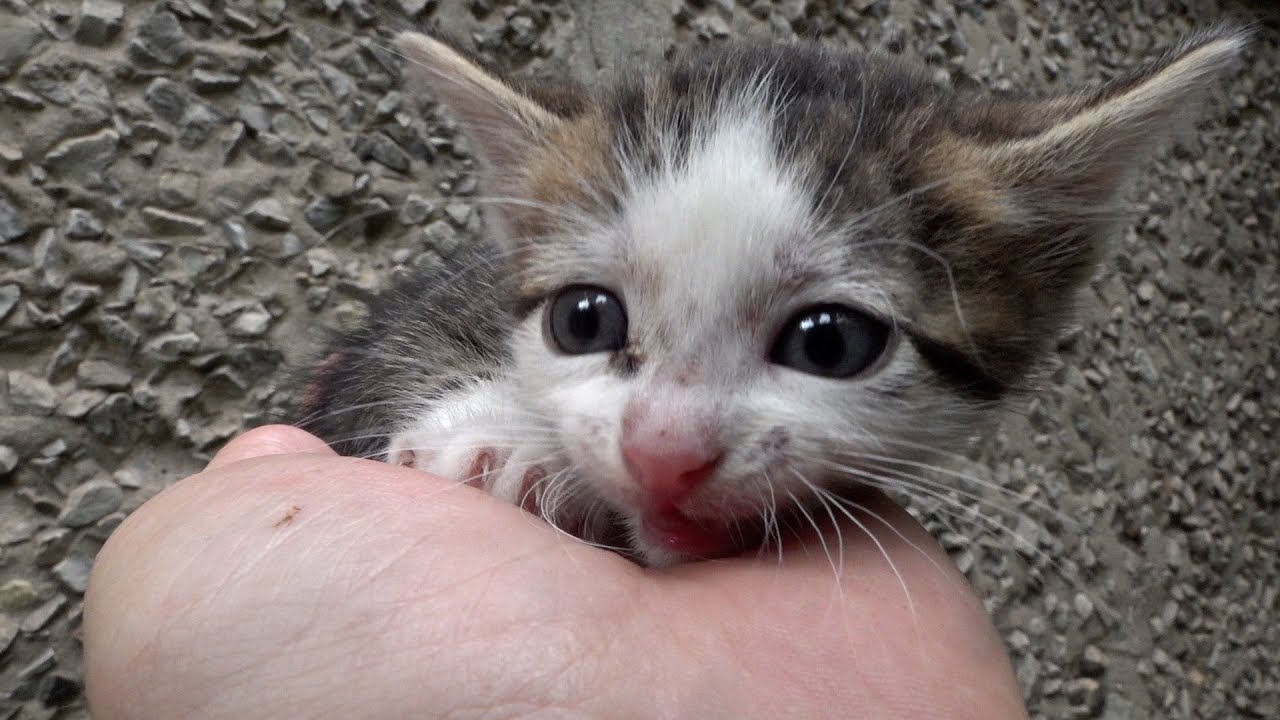 Kitten meowing because someone abandoned its on the street
