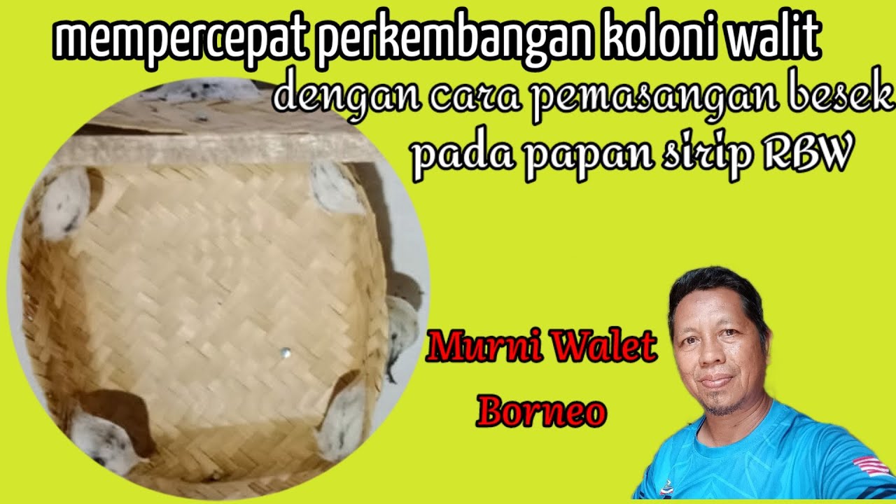 mempercepat perkembangan koloni walit dengan CARA PEMASANGAN BESEK PADA SIRIP RBW
