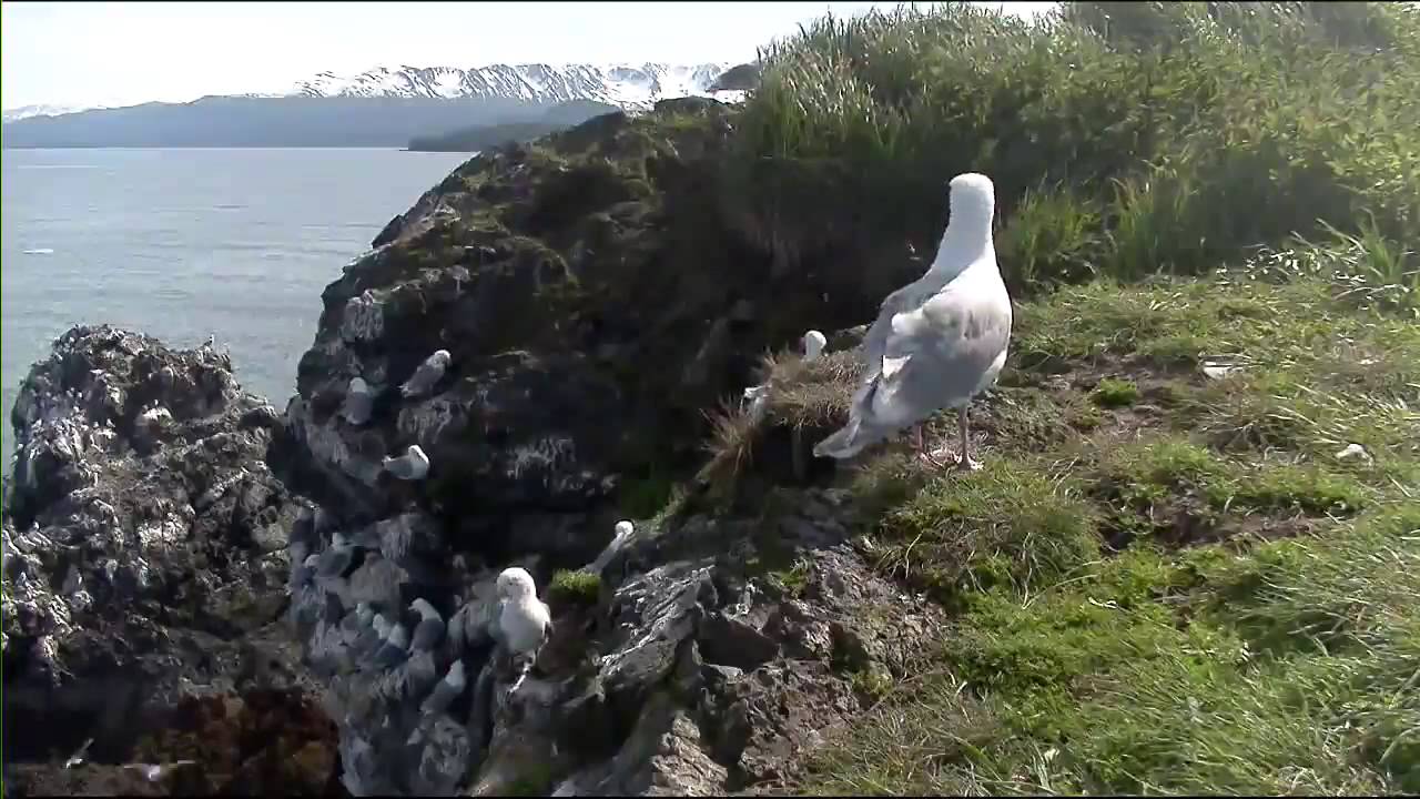 Cliff-Nesting Seabirds of Gull Island