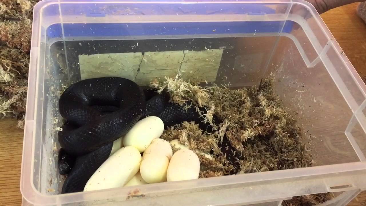 PONTE DE COLUBRIDE, CONSEILS ET GESTES ADAPTES  (lampropeltis g.nigritus.)