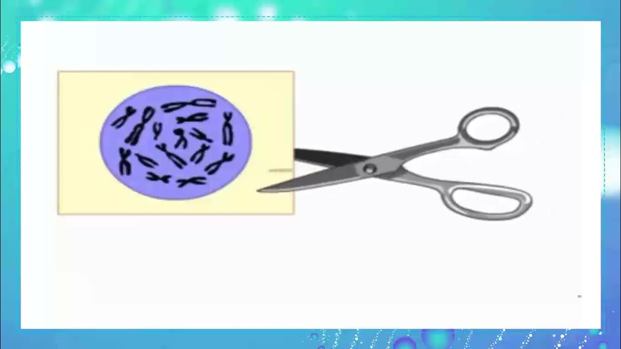 Video 4 G11S LH En Bio Ch 2 Karyotype1 20 21