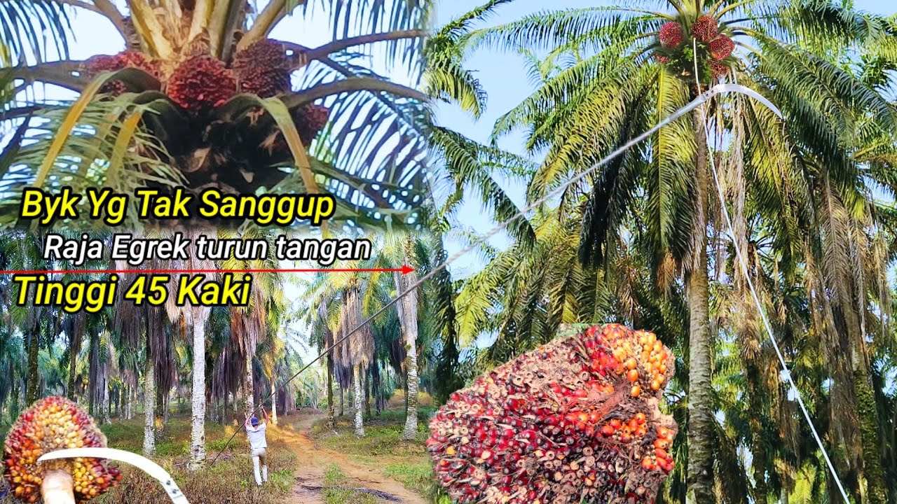 Banyak Yg Tak Sanggup.! Terpaksa Raja Egrek Disuruh Turun Tangan Panen Sawit Di Ketinggian 45 Kaki