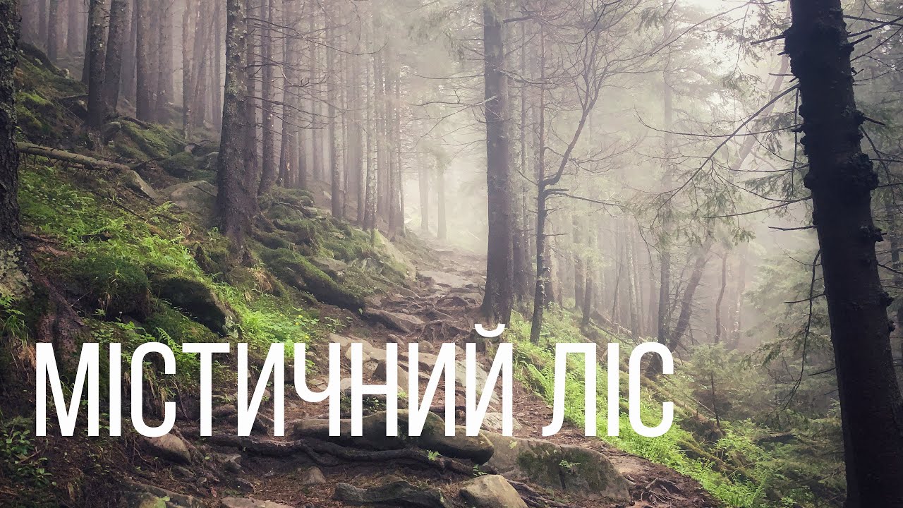 Містичний ліс біля г.Смотрич (4K)