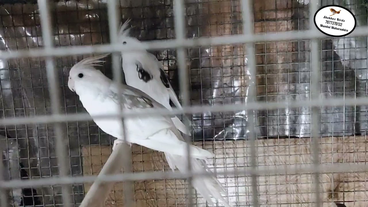 Cockatiel Mutation Basic Knowledge From Shehbaz Birds