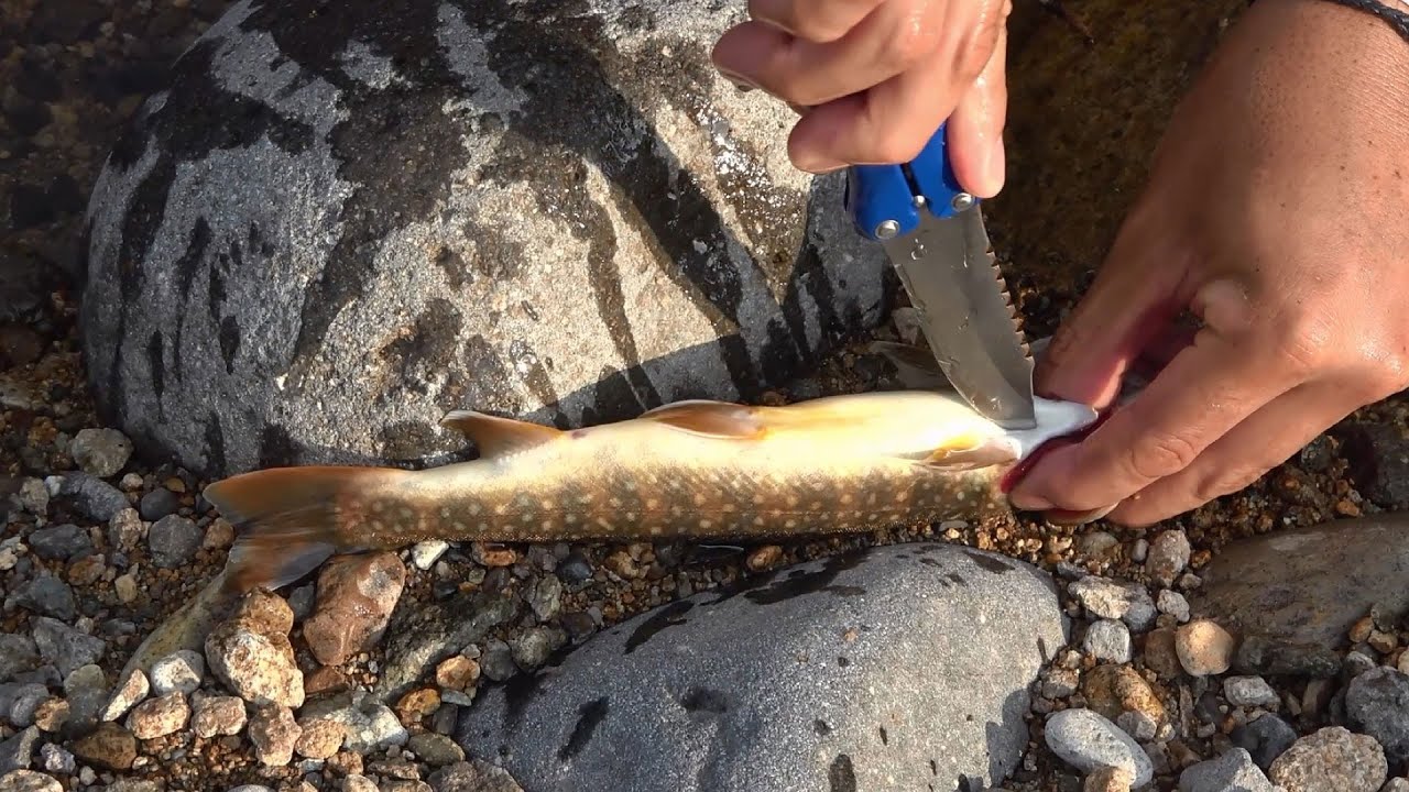【イワナの捌き方】釣った岩魚を美味しく頂くために釣り場でやってる下処理