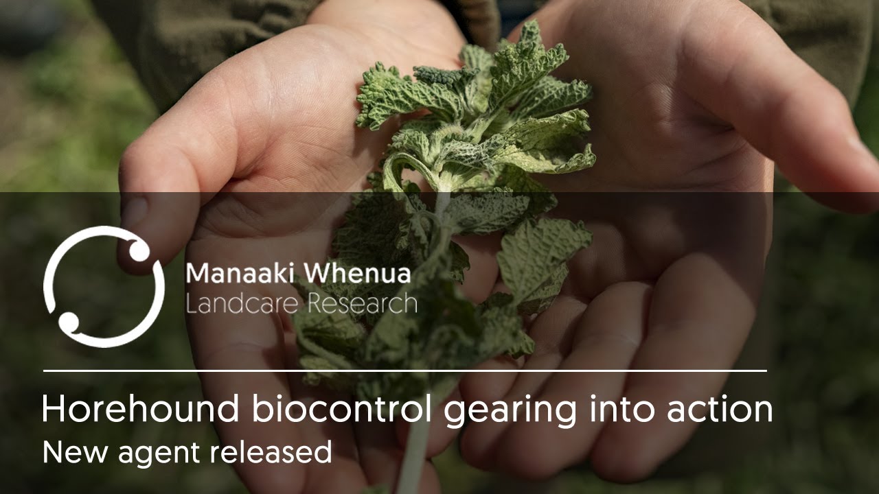 Horehound biocontrol gearing into action