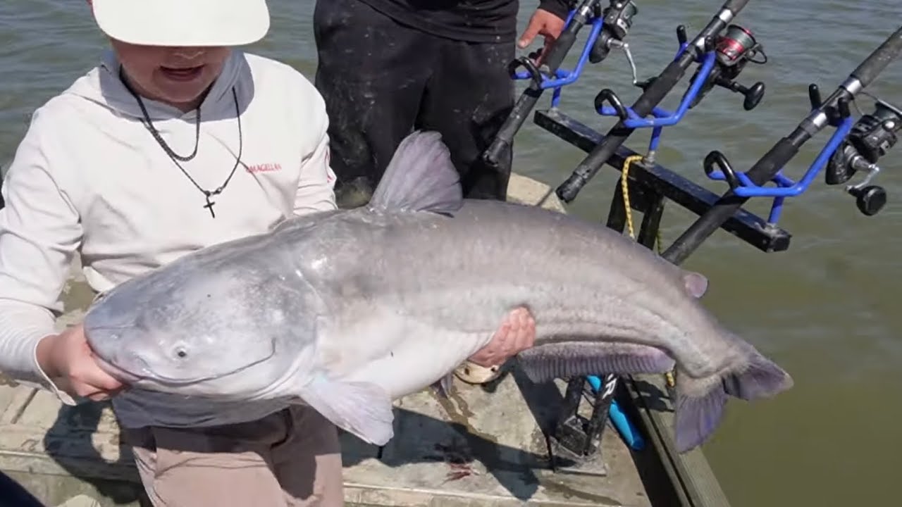 HE CAUGHT THE BIGGEST CATFISH OF HIS LIFE‼️ BLUE CATFISHING | LIVE BAIT ON ROD & REEL‼️