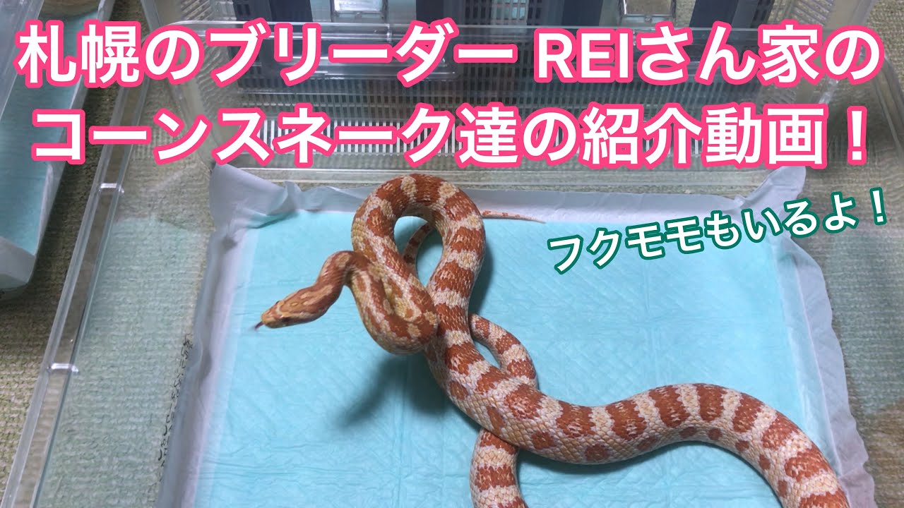 札幌のブリーダー REIさん家のコーンスネーク達の紹介動画！　フクモモもいるよ！