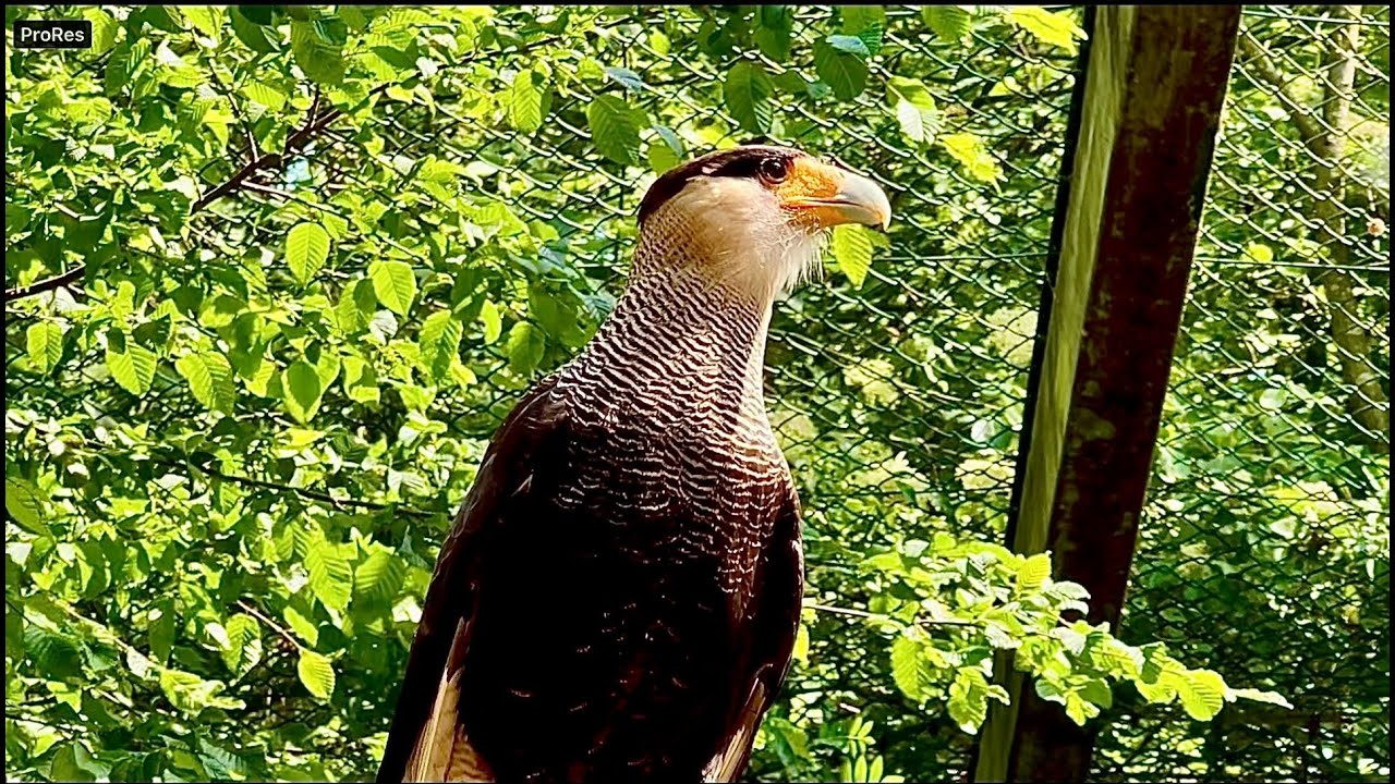 Vogelpark Walsrode 2024