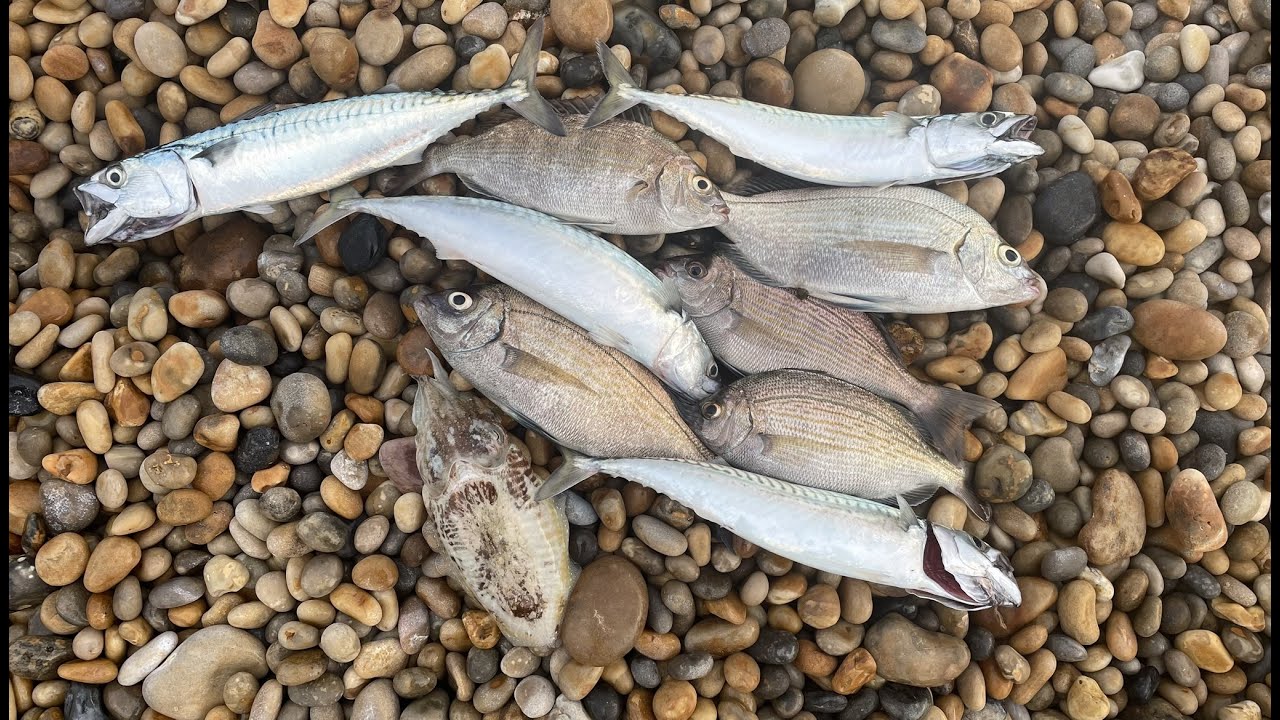 Chesil Early Morning Sport Saves The Day!!! Overnight Session  Sea Fishing  Chesil Beach Sept 2023