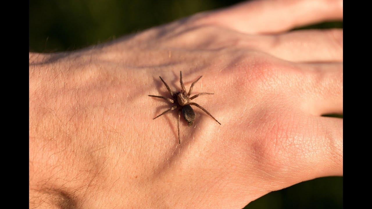 عشر حقائق مذهلة عن العناكب 🕸