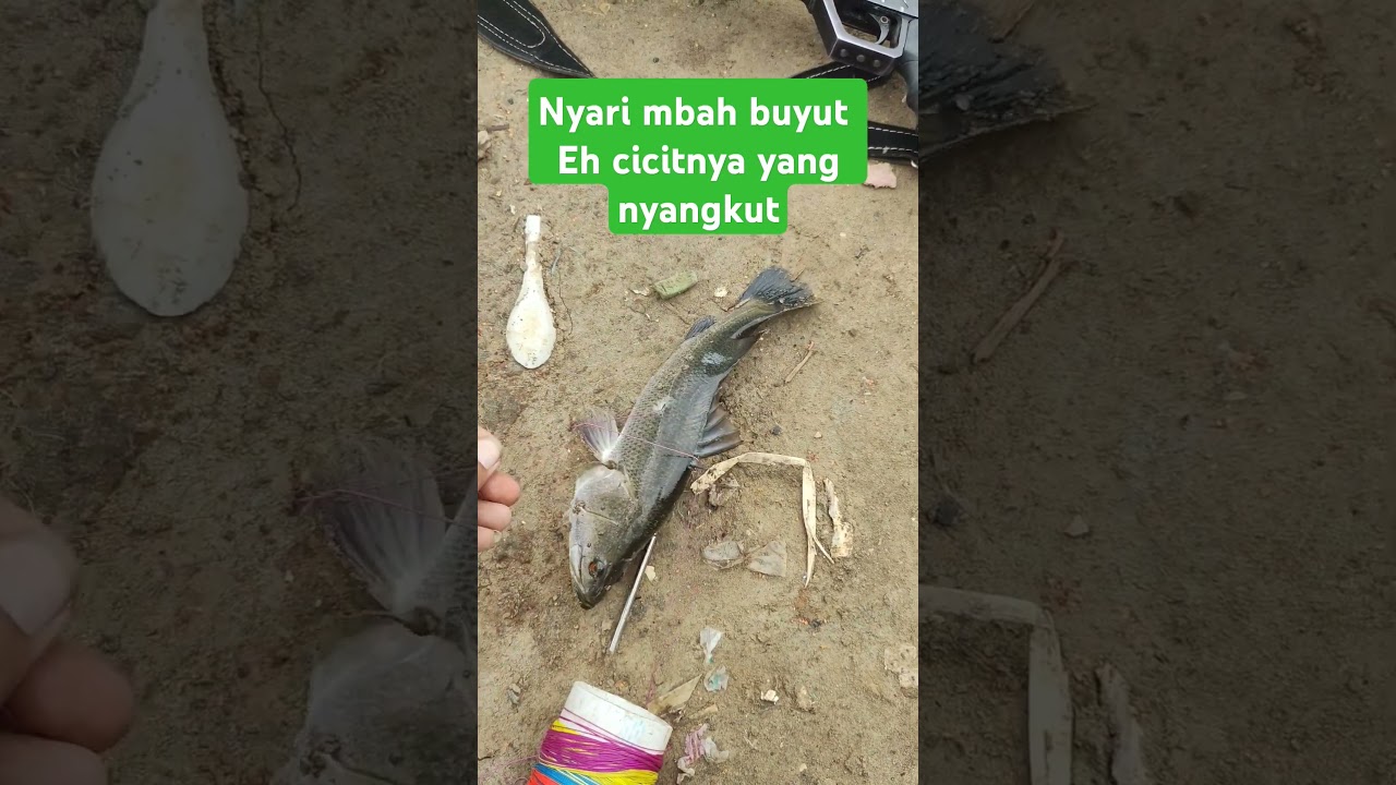 maser ikan kakap dapetnya cicit kakap #ikankakap #pasermaniabekasi #nembakikan #airgunfishing