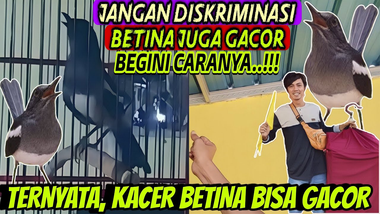 TERNYATA BISA GACOR ⁉️ BEGINI CARA MENGGACORKAN KACER BETINA || TIPS KACER GACOR