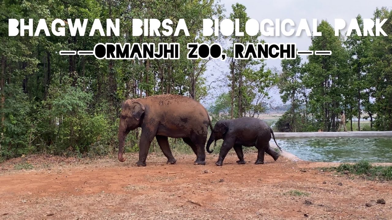 Bhagwan Birsa Biological Park | Ormanjhi Zoo | Ranchi Tourist Places #zoo #ranchi #vlog