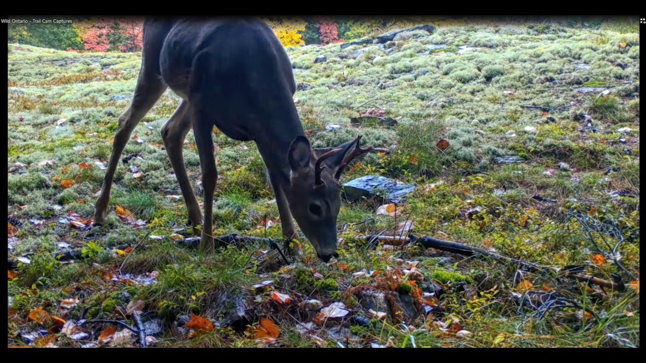 Wild Ontario  - Trail Cam Captures Early October