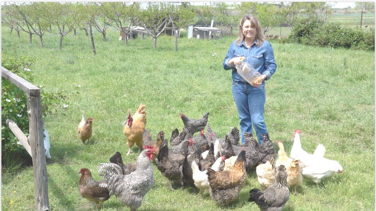 FERMENTING GRAINS FOR CHICKEN FEED