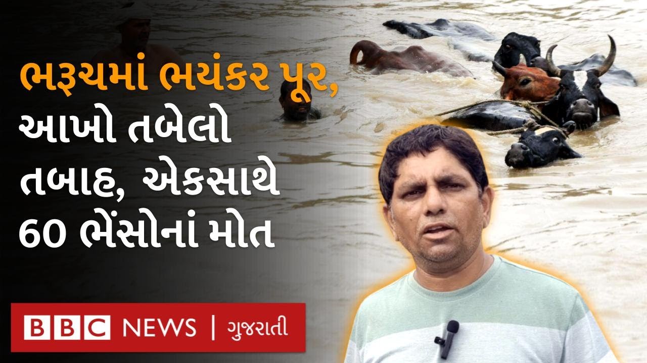 Bharuch : ભયંકર પૂરમાં એક જ તબેલાની 60 ભેંસોનાં મોત, તબાહીના ભયંકર દૃશ્યો  - Gujarat Flood