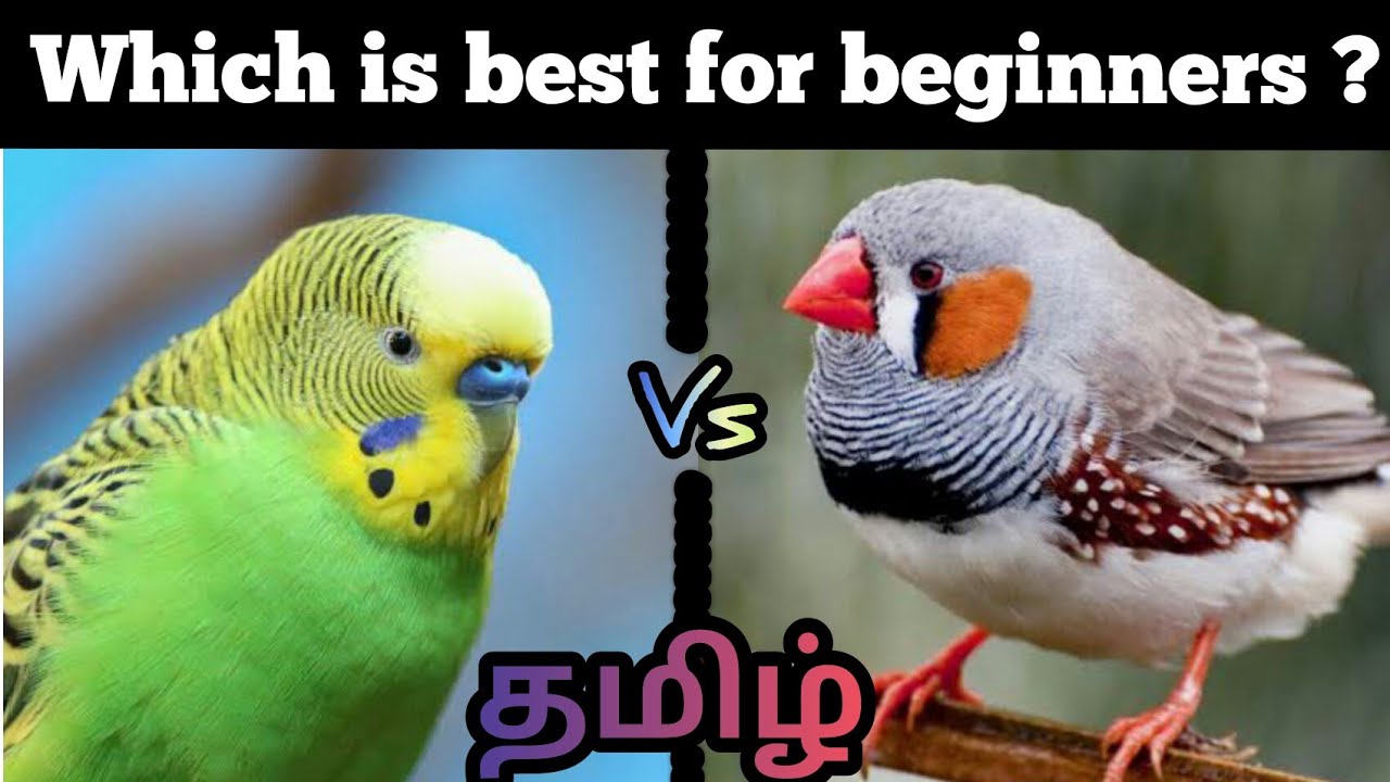 Love birds vs finches which is best for beginners தமிழ் | Kingdom Of Pets