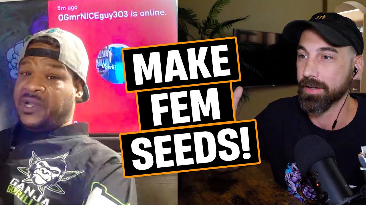 Plant Breeding: How To Create Feminized Seeds!