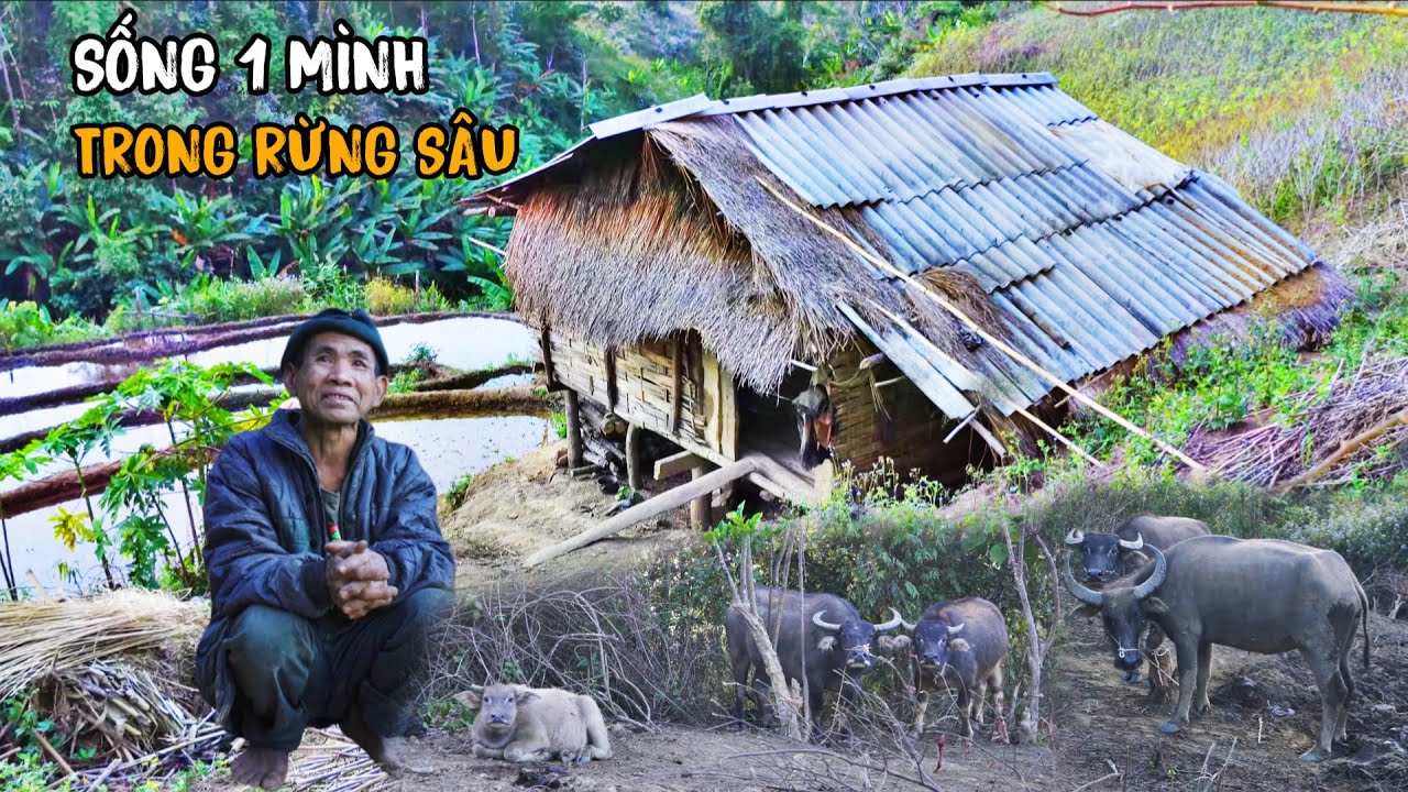 Rời xa thành phố ông chú 1 mình sống ẩn trên núi hoang sơ