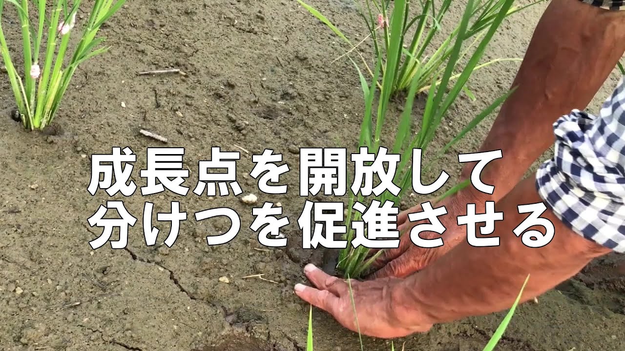 成長点を開放して分けつ促進
