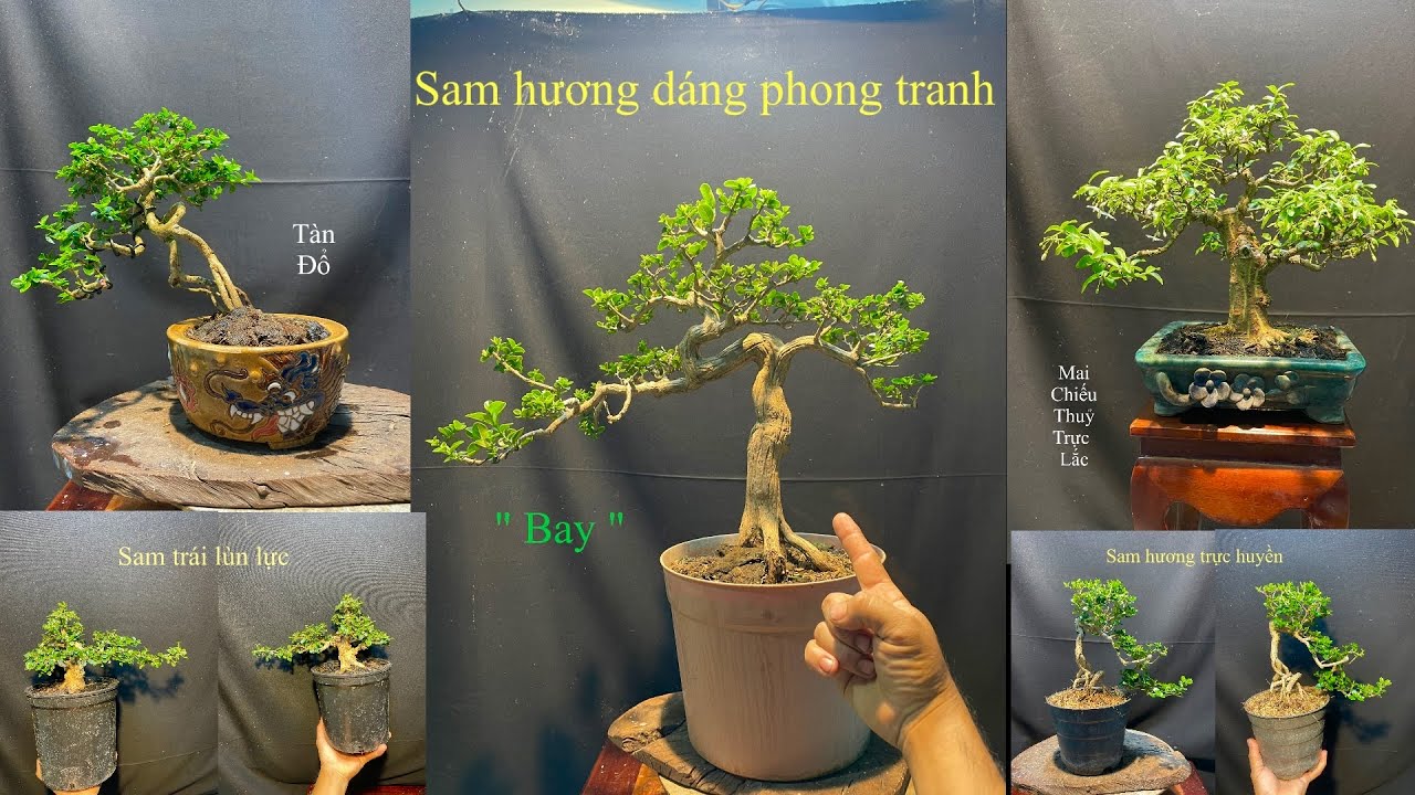 Video 841:Sam hương bonsai dáng phong tranh,Mai chiếu thuỷ lá trực mini,sam trái trực hoành lùn lực