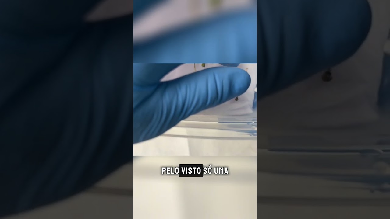 M&Eacute;TODO GARANTIDO para GERMINAR SEMENTES #shorts
