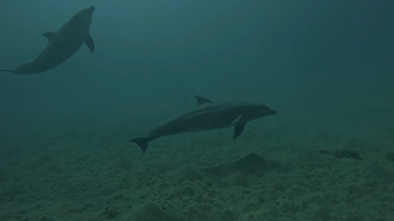Tauchen in der Bucht von Brayka Bay im November 2025