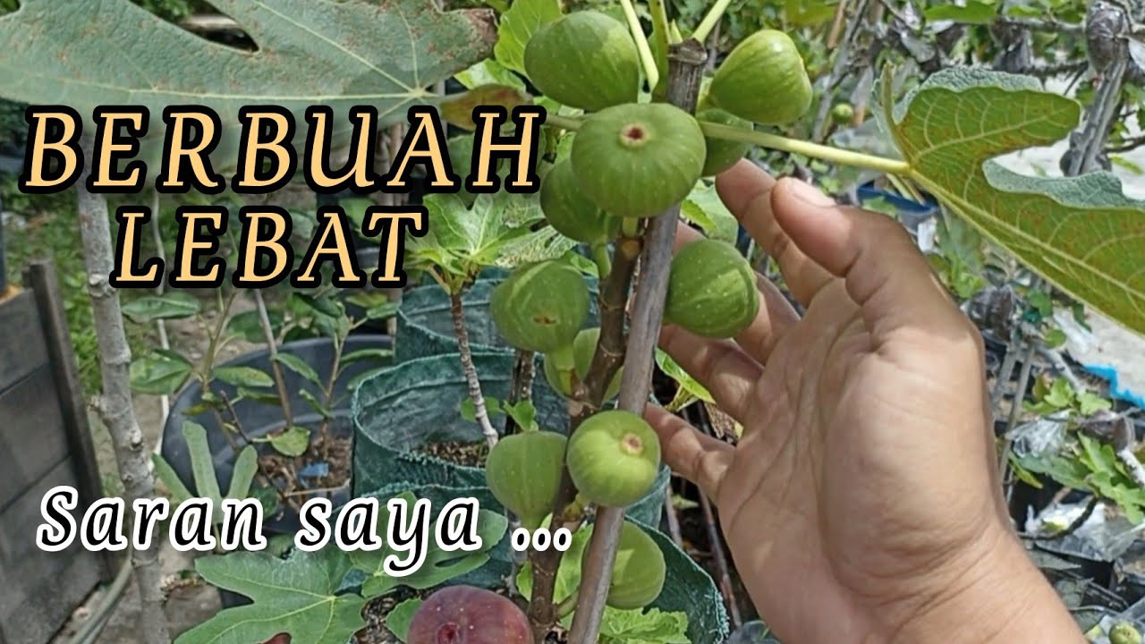 CARA MENANAM POHON TIN AGAR CEPAT BERBUAH || BUAH TIN AGAR CEPAT BERBUAH