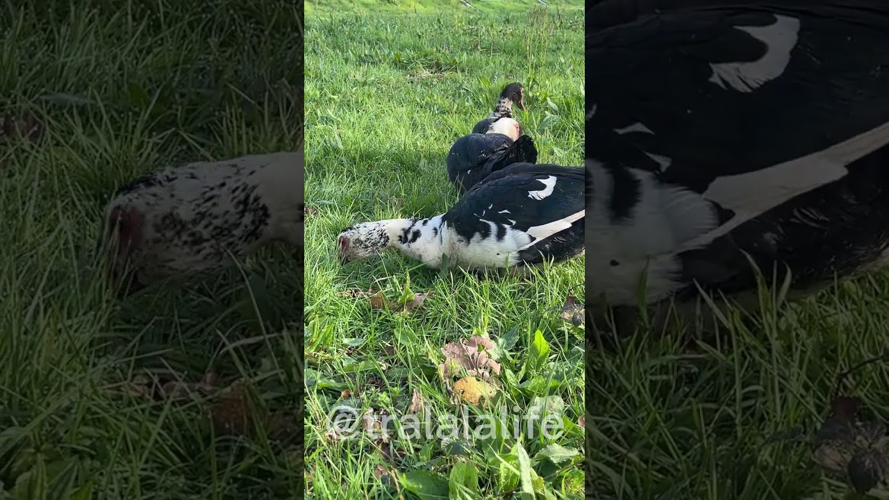 Life of muscovy ducks #мирживотных #duck #Cairinamoschata #waterfowl  #anatidae