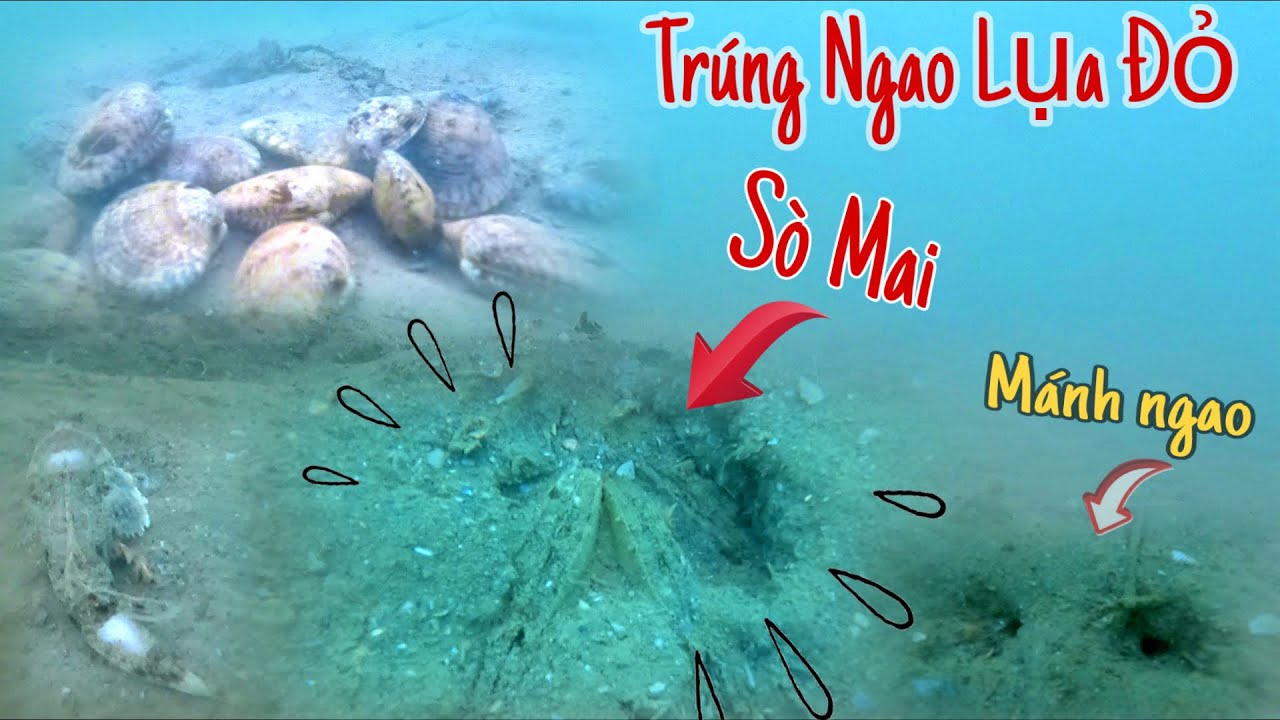 Ngày Lặn Biển Tới Lại Điểm Ngao Lụa Đỏ, Gặp Thêm Ổ Sò Mai Sọc Quá Đã. 