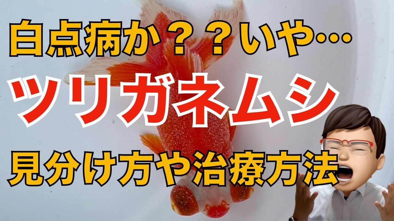 【金魚の病気】ツリガネムシ寄生症（エピスティリス症）の原因や症状、薬浴などの治療方法を解説