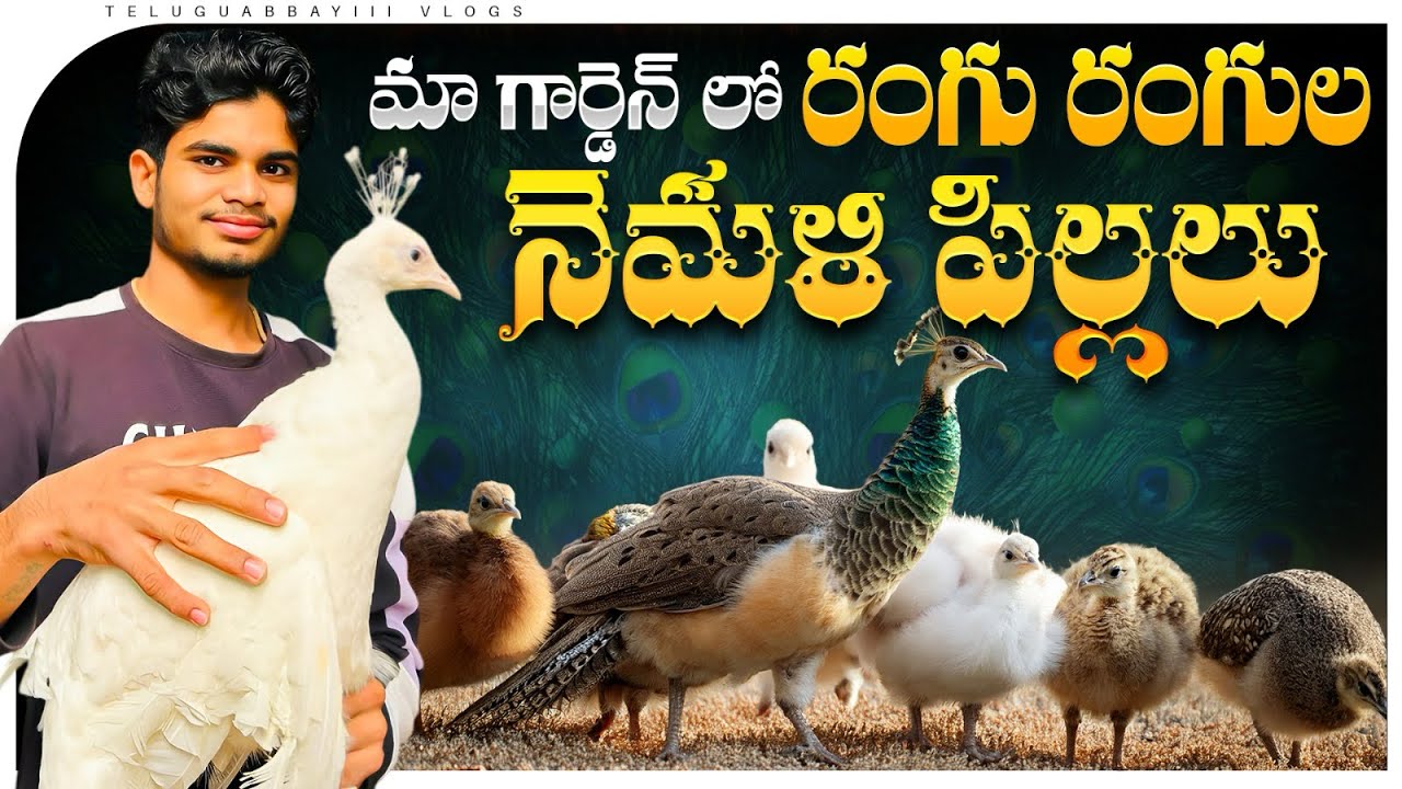 మా గార్డెన్ లో రంగు రంగుల నెమలి పిల్లలు । Colorful baby peacocks in our garden ।#birds #peacock