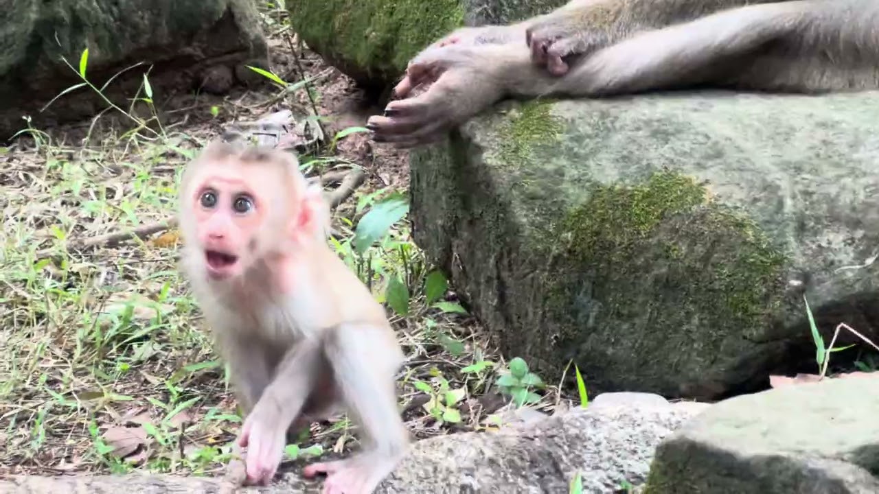 BABY MONKEY NATURAL 