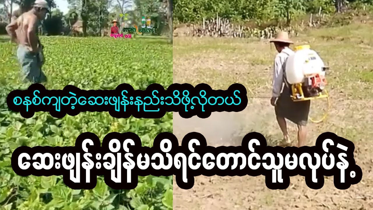 သီးနှံအထွက်နှိုန်း (၂)ဆတိုးမဲ့ ဆေးဖျန်းနည်းသိထားပါ