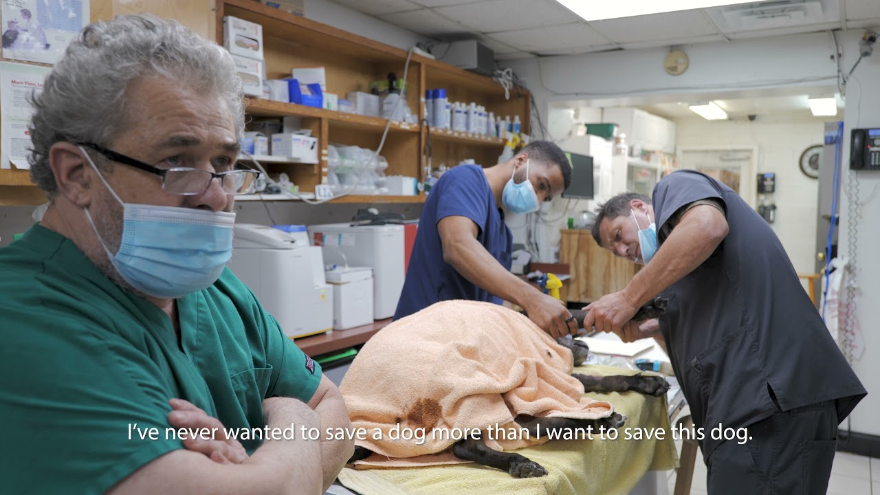 2.19 The Dog That Will Be Remembered