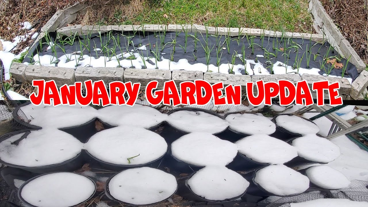 January Garden Update of the Garlic, Blueberry and more | NJ and TX Garden