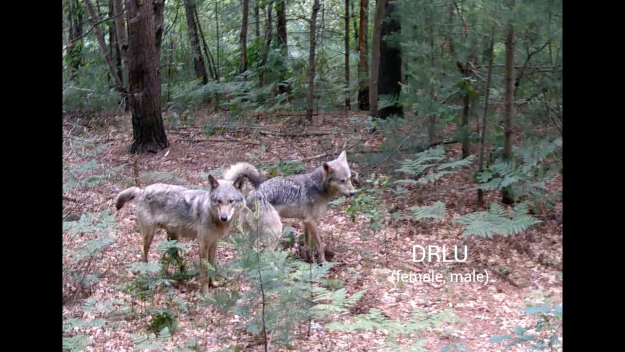 Wolf communication- Scrapes RLUs, summer 2026