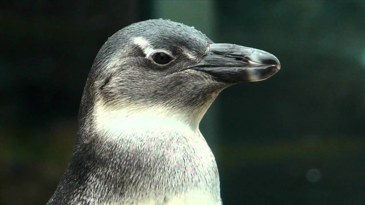 New Penguin Chick at the New York Aquarium