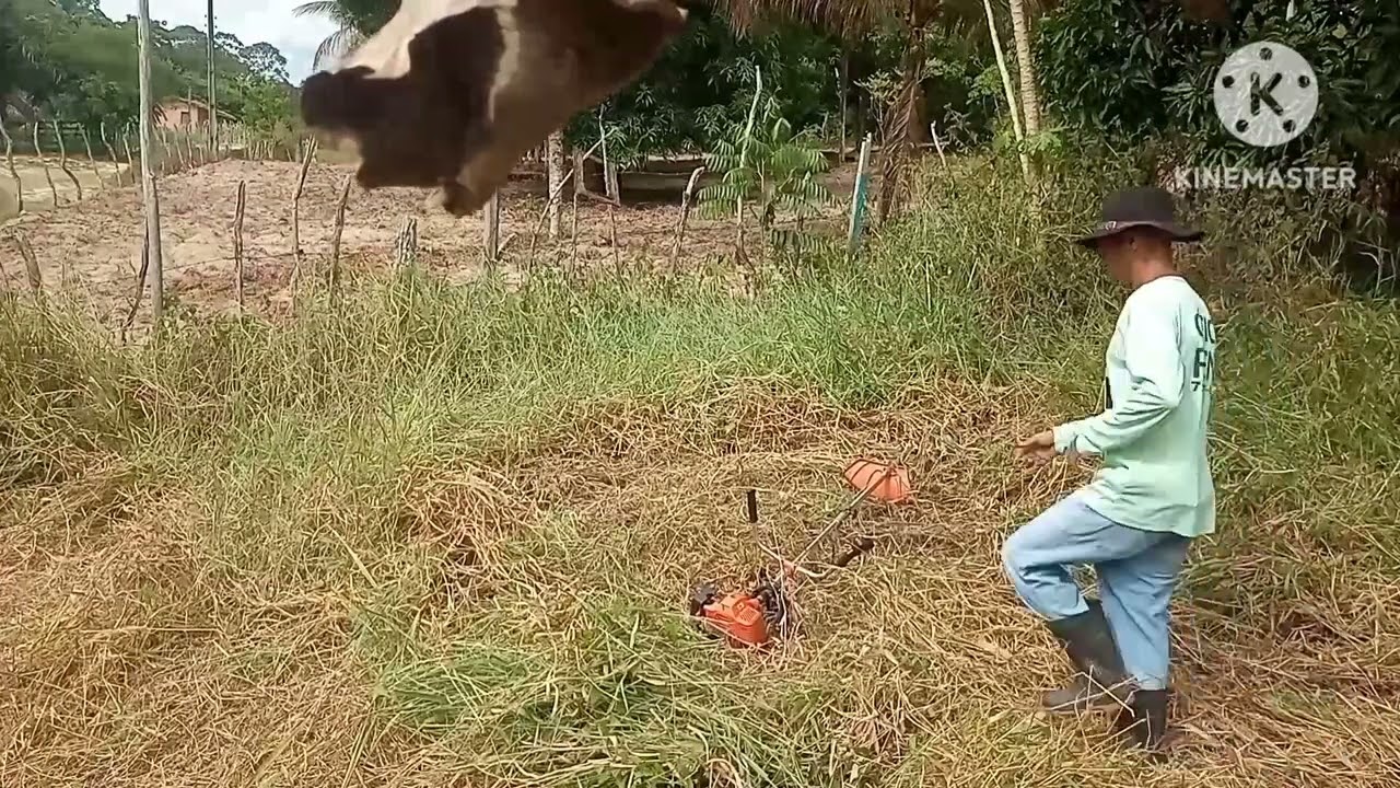 Continuação nos trabalhos da roça