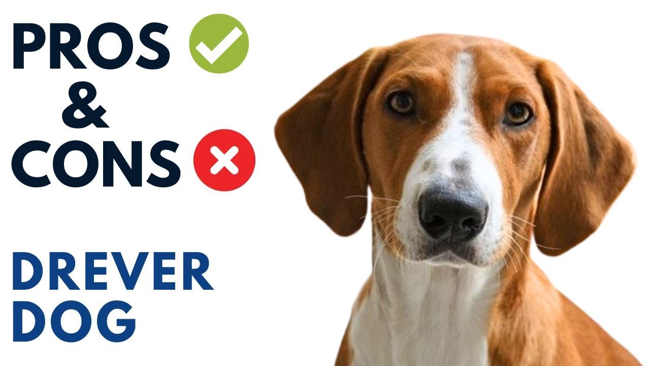 Drever Dog Pros and Cons | Swedish Dachsbracke Advantages and Disadvantages