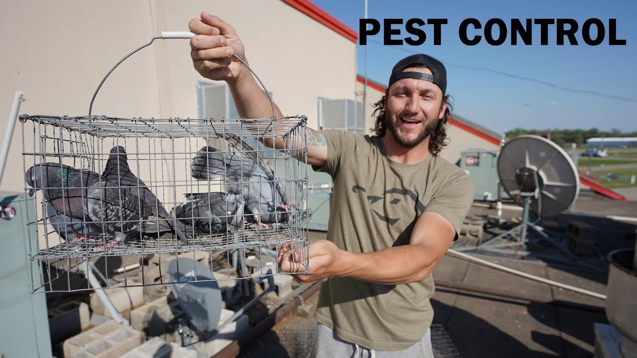 This Pigeon Trapping Job Might Be Too Big For Me.. (Disgusting Pest Control)