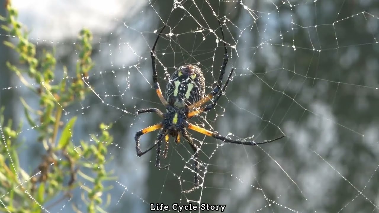 The story of a spider's life  |  Life cycle story.