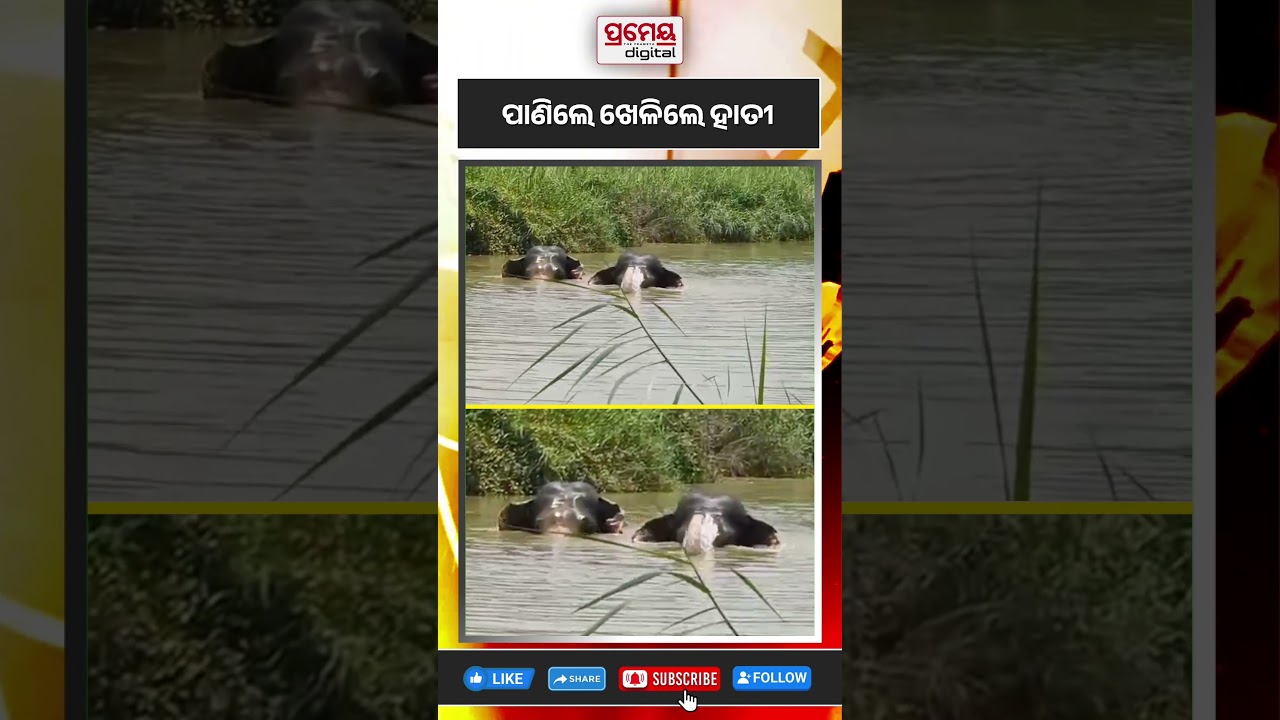 ହାତୀଙ୍କ ଜଳ କ୍ରୀଡ଼ା | #sambalpur #prameyadigital #elephant #shorts #breakingnews