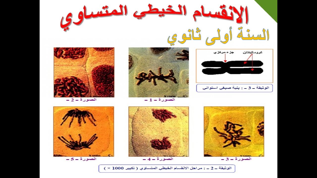 الإنقسام الخيطي المتساوي