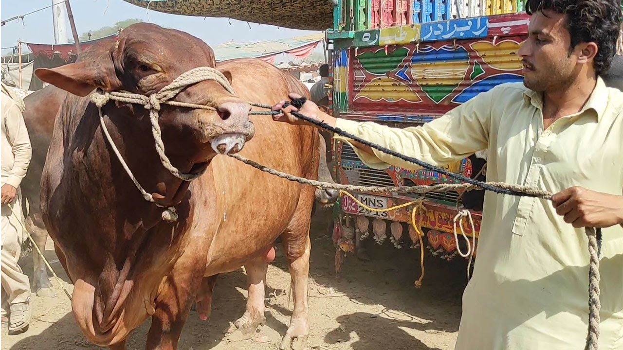 Multan Cow Mandi Ka Sub Say Bachra Hashim Nay Aj Phr Mandi Loot Li | SS Tv |