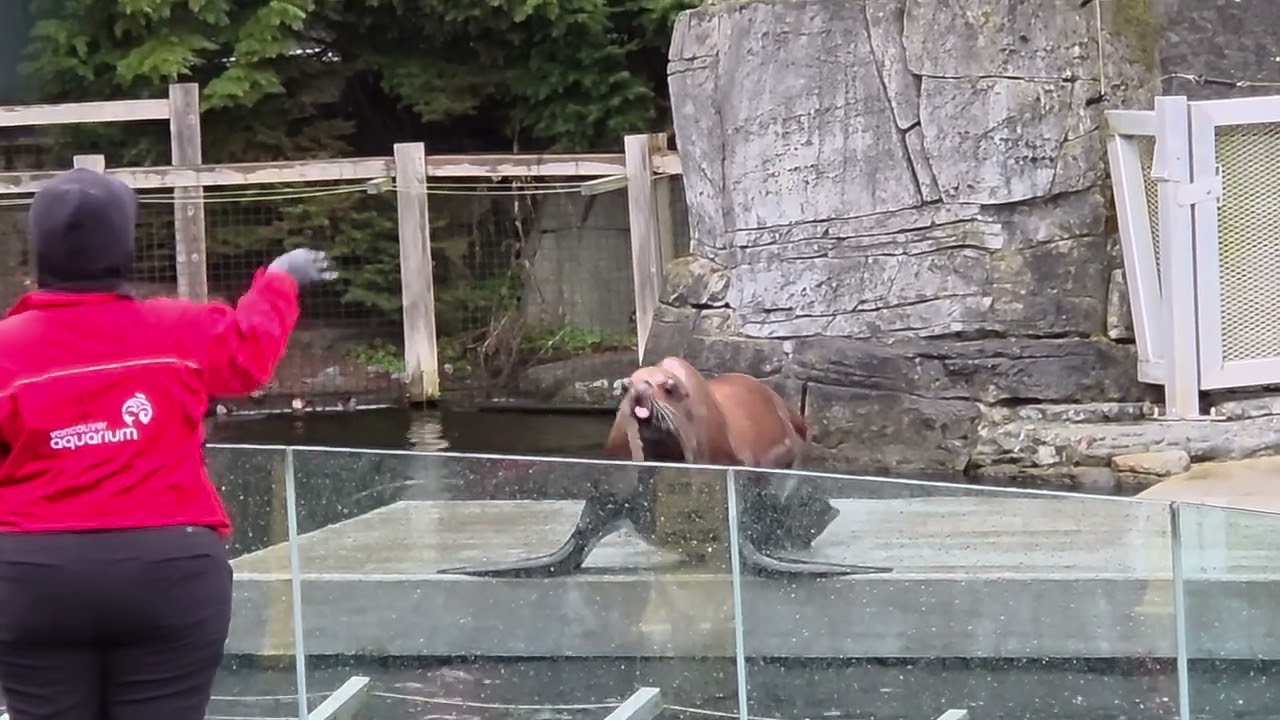 Sea lion show 1